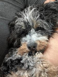 Mini Bernedoodles