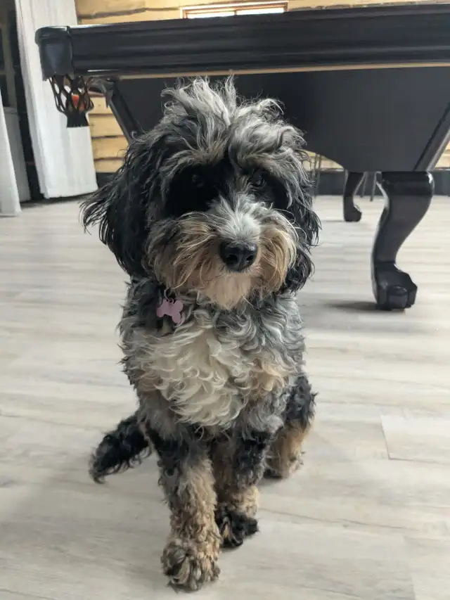 Mini Bernedoodles - Photo 3