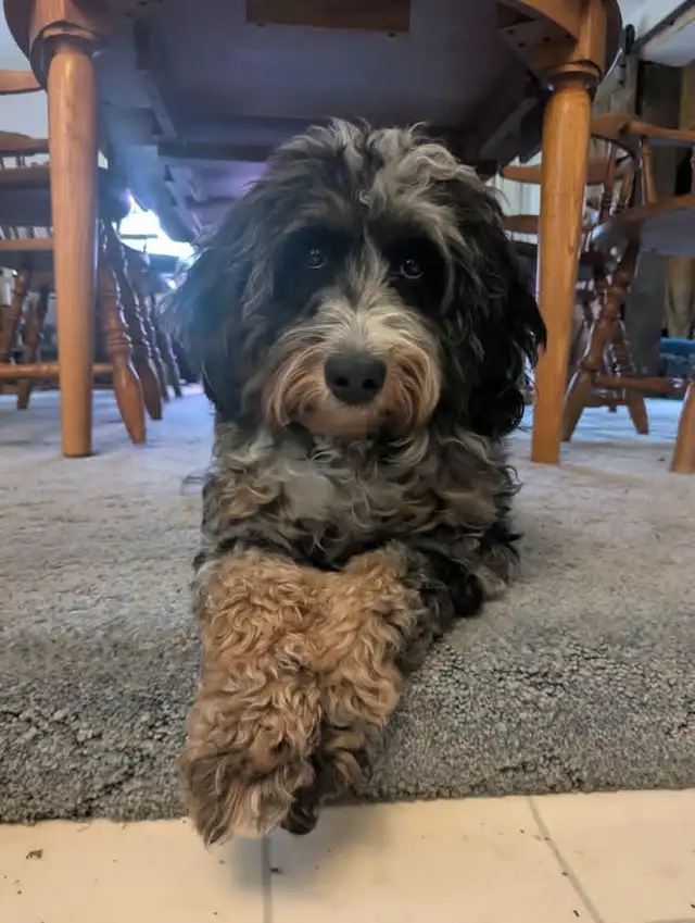 Mini Bernedoodles - Photo 4