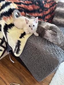 kittens For Sale