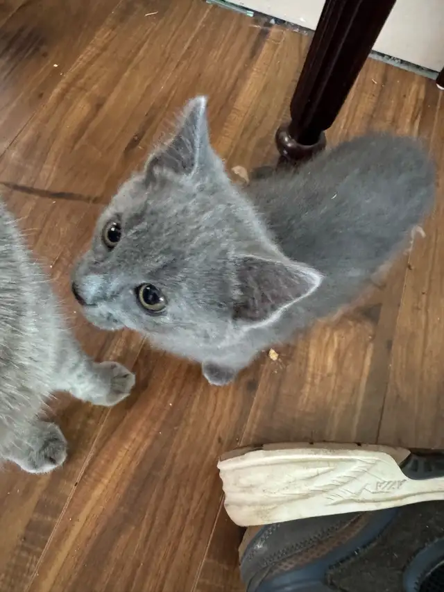 kittens For Sale - Photo 2