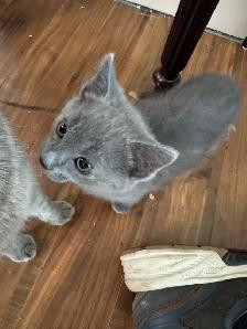 kittens For Sale - Photo 2