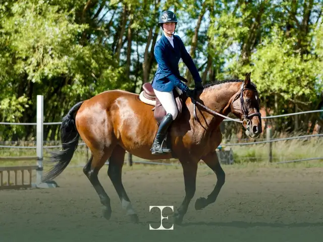 English Riding Lessons | Taber - Photo 3