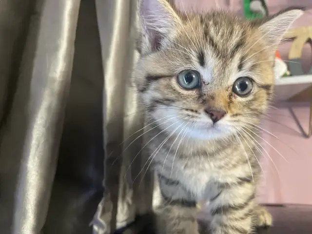 prestigious cats 101 new kittens available