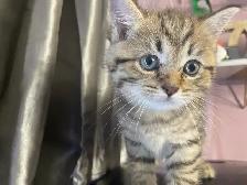 prestigious cats 101 new kittens available