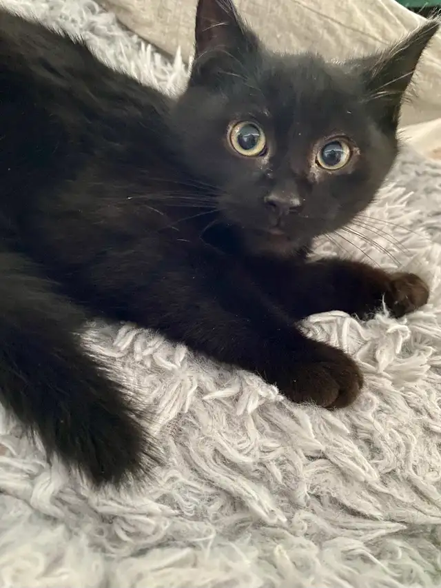 Pet Sitter/ Cat Long Term Boarding - Photo 4