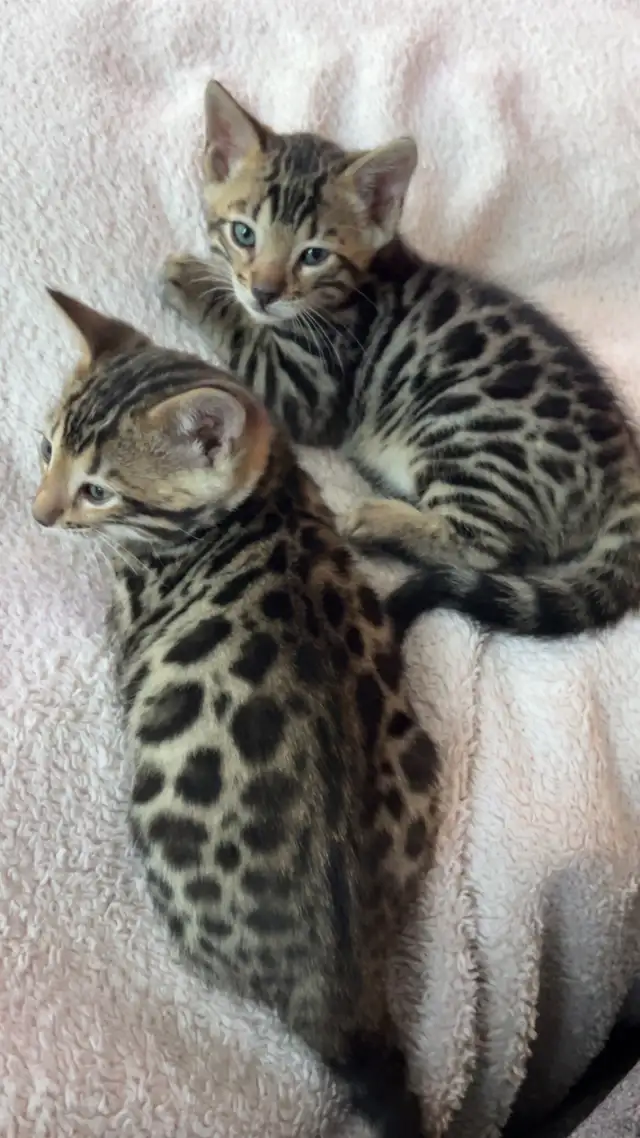 Bengal Kittens for Adoption !