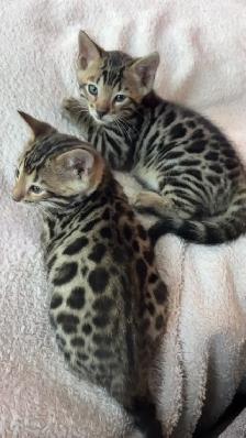 Bengal Kittens for Adoption !