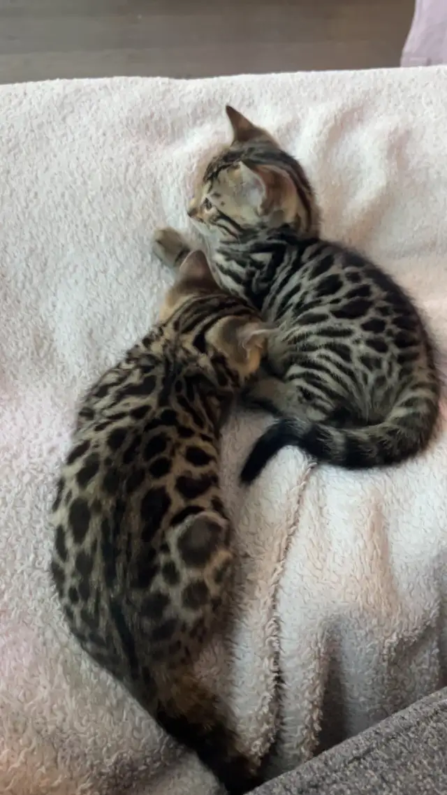 Bengal Kittens for Adoption ! - Photo 2