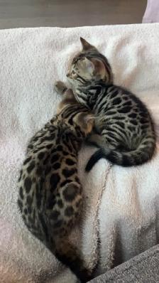 Bengal Kittens for Adoption ! - Photo 2