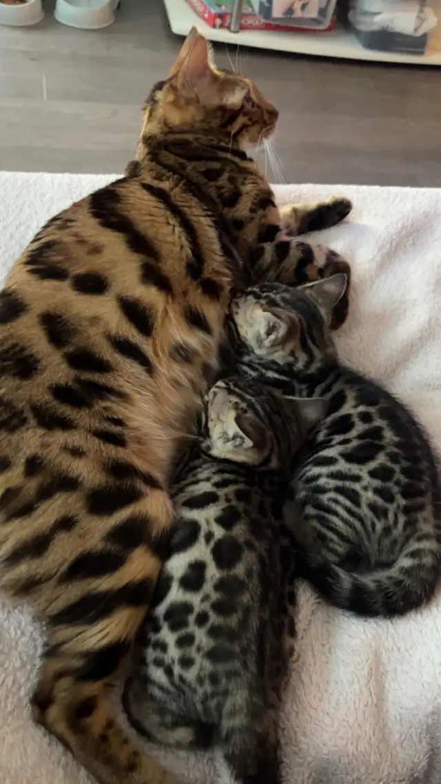 Bengal Kittens for Adoption ! - Photo 3