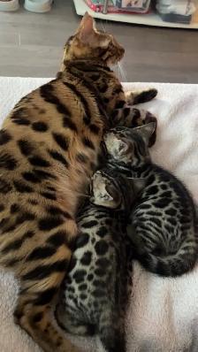 Bengal Kittens for Adoption ! - Photo 3