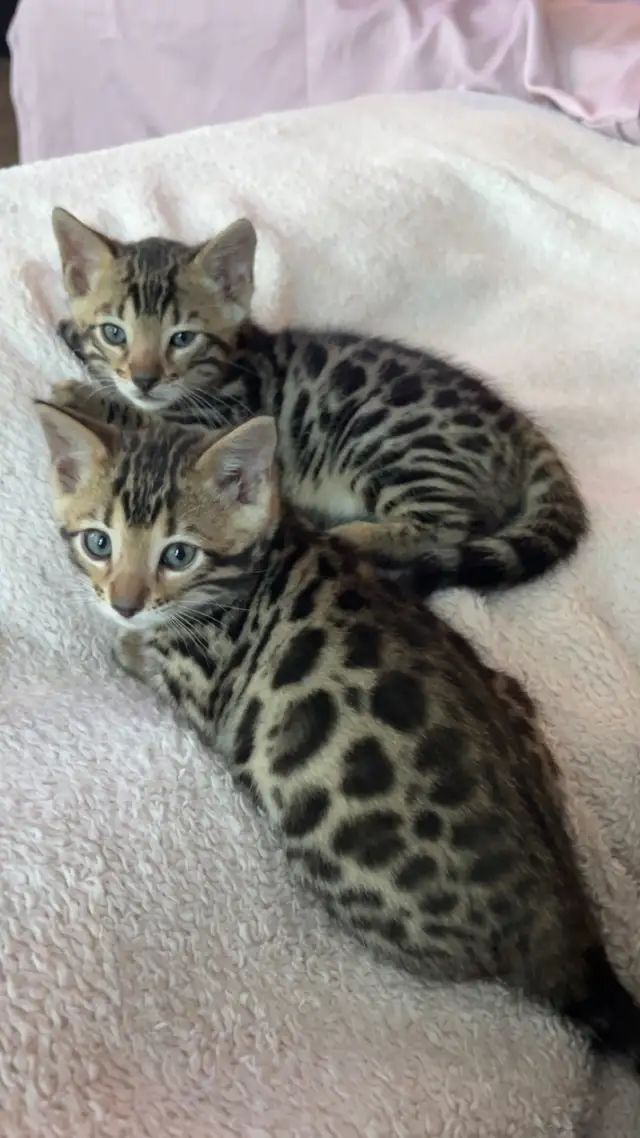 Bengal Kittens for Adoption ! - Photo 4