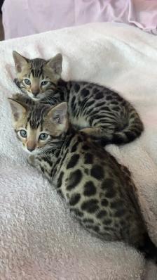 Bengal Kittens for Adoption ! - Photo 4