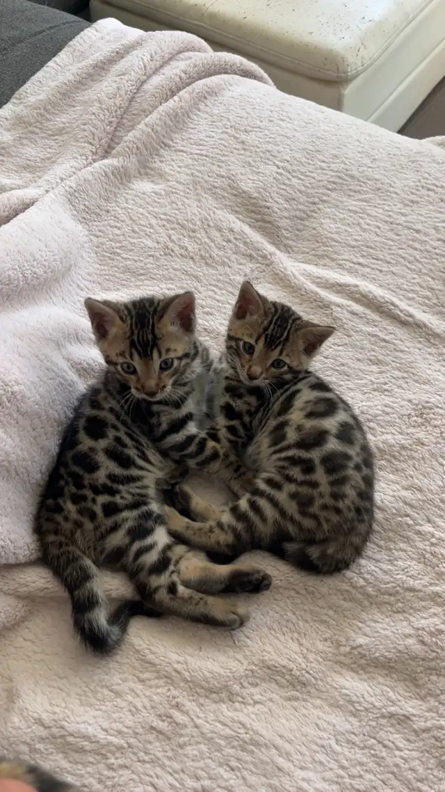 Bengal Kittens for Adoption ! - Photo 5
