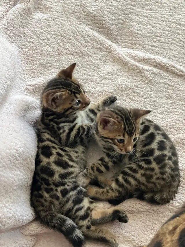 Bengal Kittens for Adoption ! - Photo 6