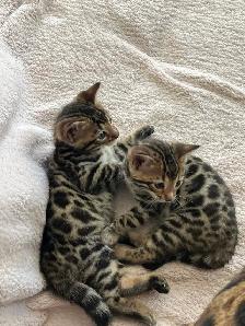 Bengal Kittens for Adoption ! - Photo 6