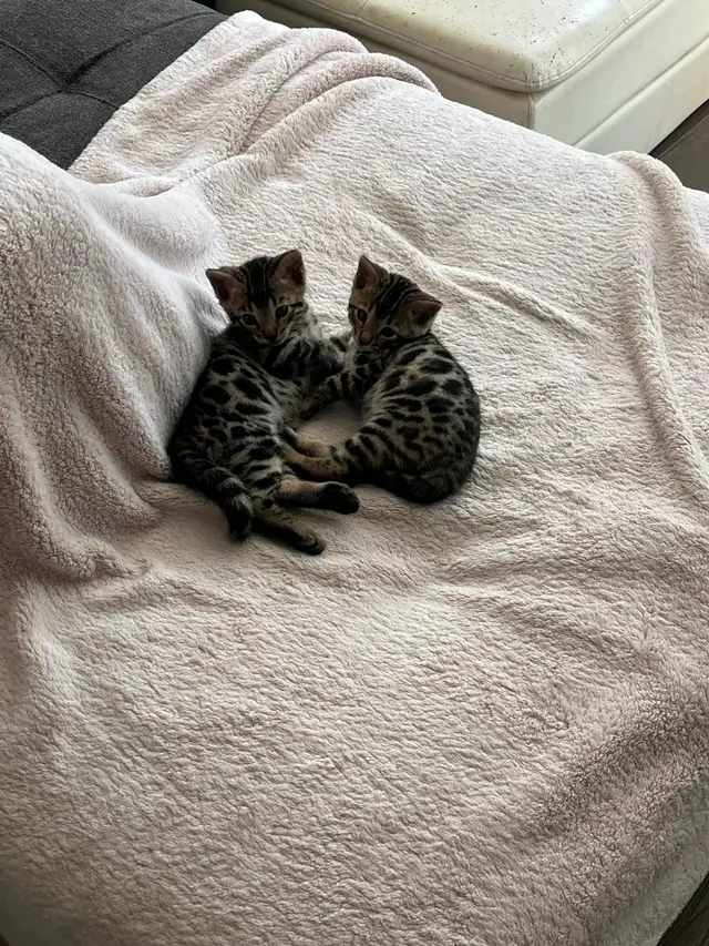Bengal Kittens for Adoption ! - Photo 7
