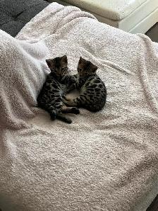 Bengal Kittens for Adoption ! - Photo 7