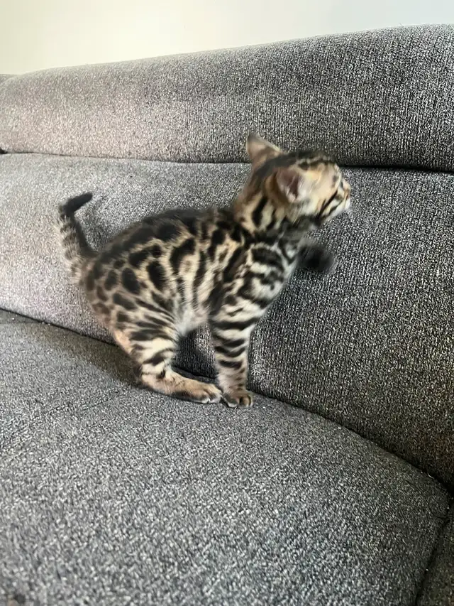 Bengal Kittens for Adoption ! - Photo 8