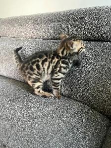 Bengal Kittens for Adoption ! - Photo 8