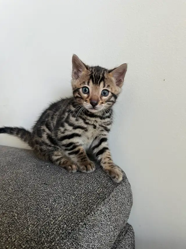 Bengal Kittens for Adoption ! - Photo 9