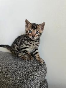 Bengal Kittens for Adoption ! - Photo 9