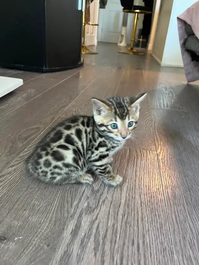 Bengal Kittens for Adoption ! - Photo 10