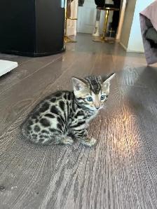 Bengal Kittens for Adoption ! - Photo 10