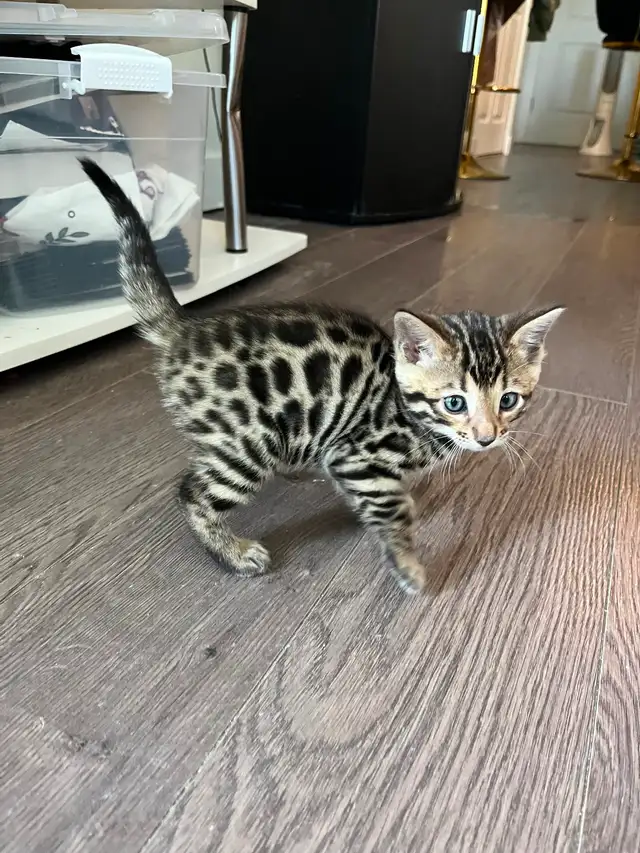 Bengal Kittens for Adoption ! - Photo 11