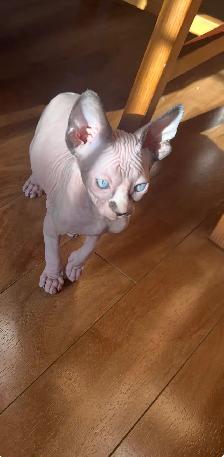Chaton Sphynx