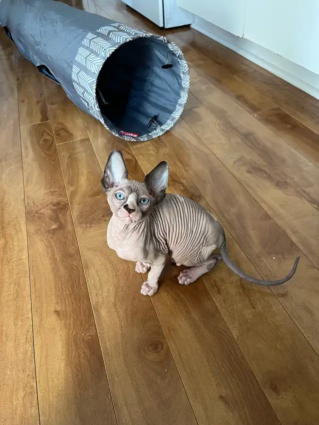 Chaton Sphynx - Photo 2