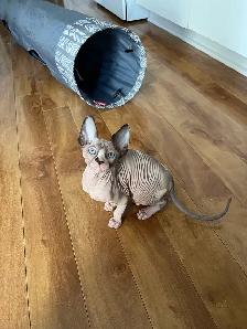 Chaton Sphynx - Photo 2