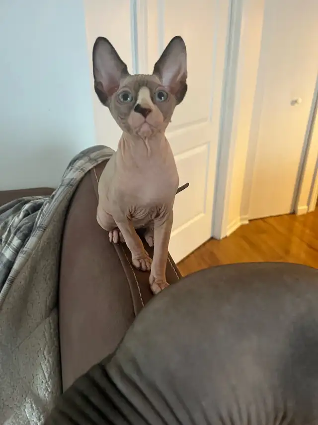 Chaton Sphynx - Photo 3