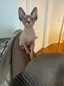 Chaton Sphynx - Photo 3