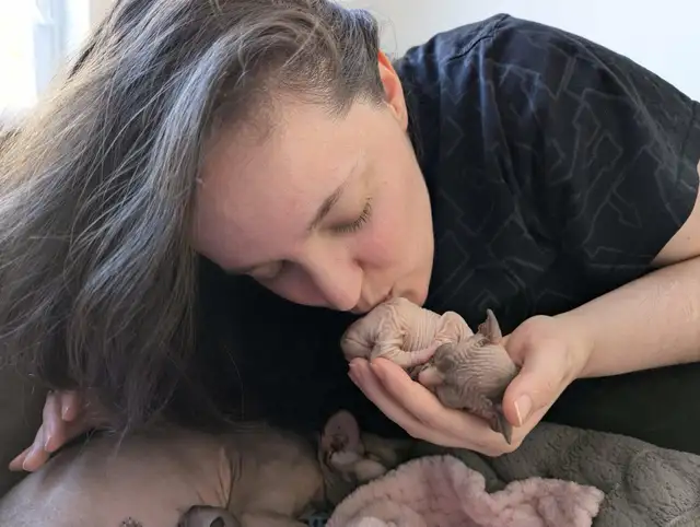 Chaton Sphynx - Photo 4