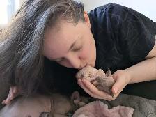 Chaton Sphynx - Photo 4