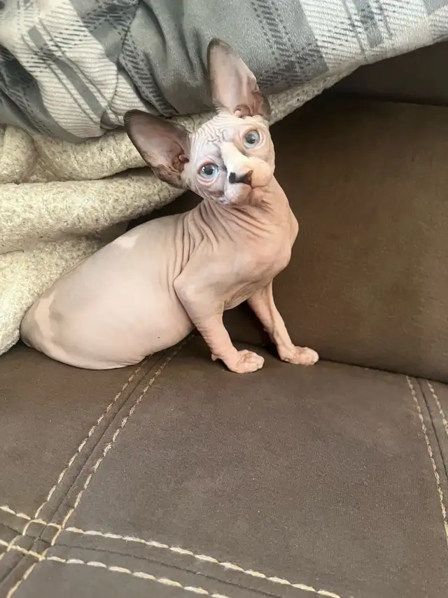 Chaton Sphynx - Photo 5