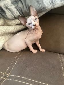 Chaton Sphynx - Photo 5