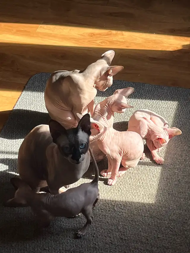 Chaton Sphynx - Photo 7