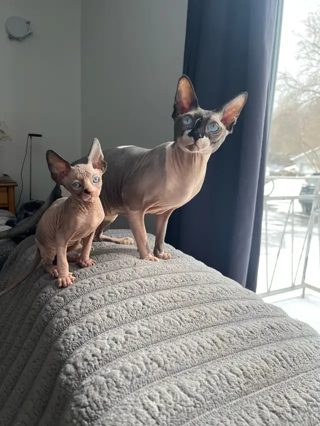 Chaton Sphynx - Photo 8