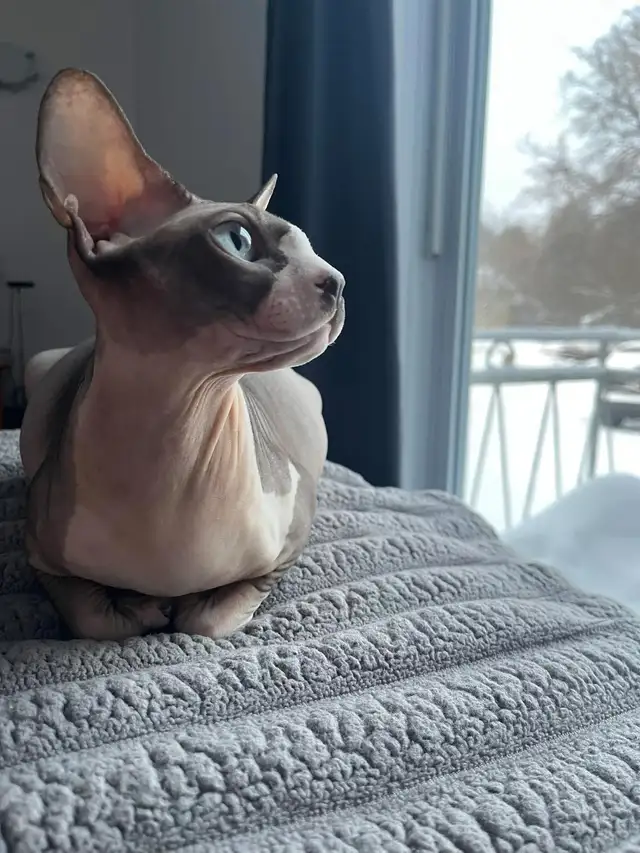 Chaton Sphynx - Photo 9