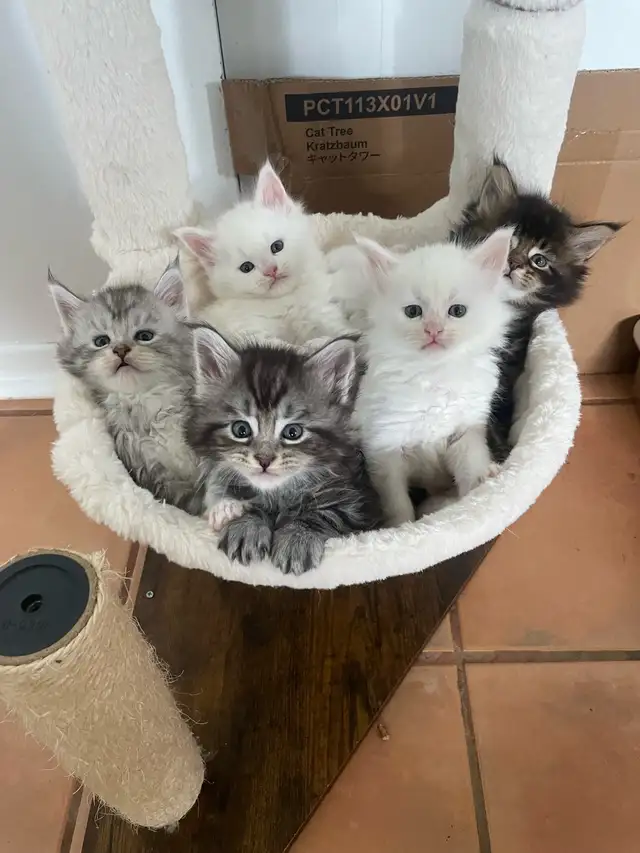 Mainecoon prêt pour réservation