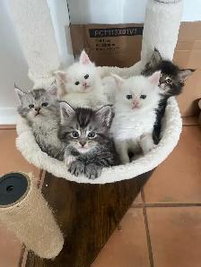 Mainecoon prêt pour réservation