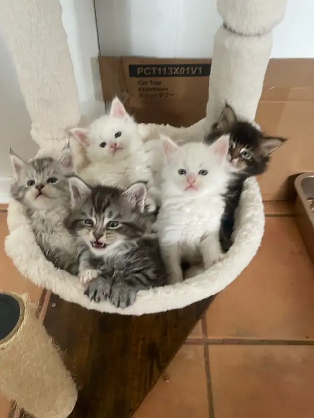 Mainecoon prêt pour réservation - Photo 2