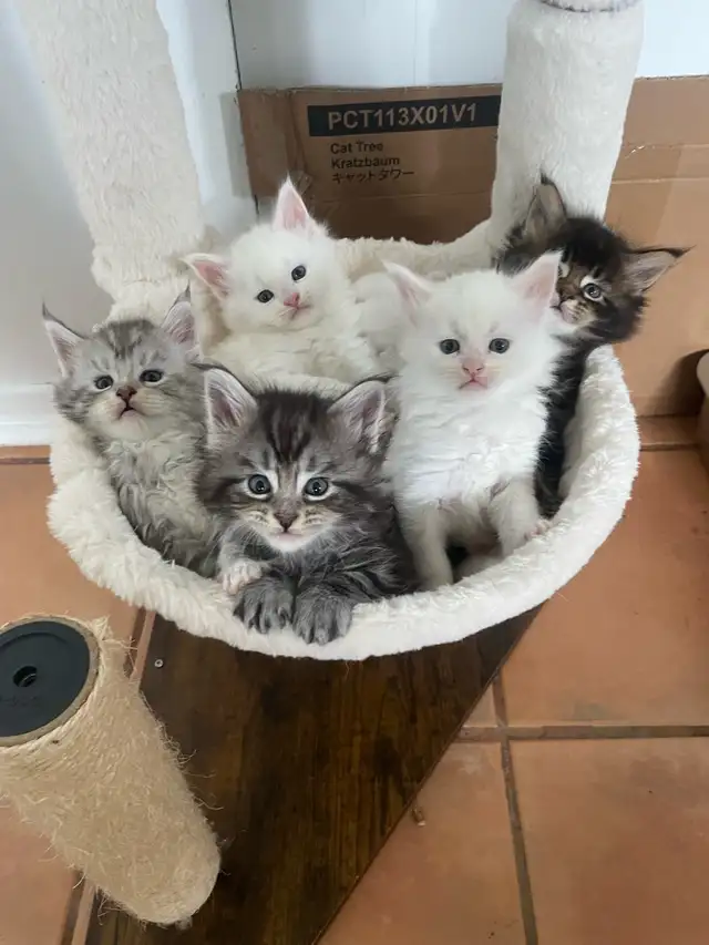 Mainecoon prêt pour réservation - Photo 3