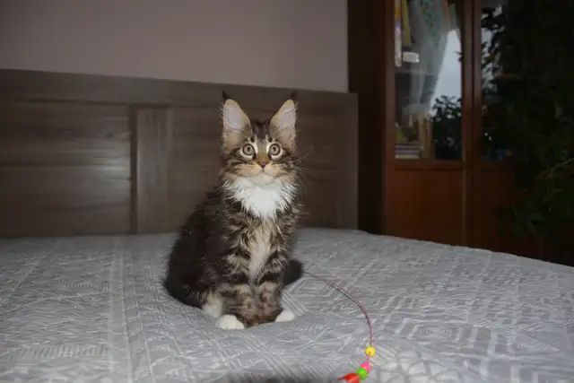 MAINE COON KITTENS, PUREBRED - Photo 4