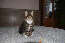 MAINE COON KITTENS, PUREBRED - Photo 4