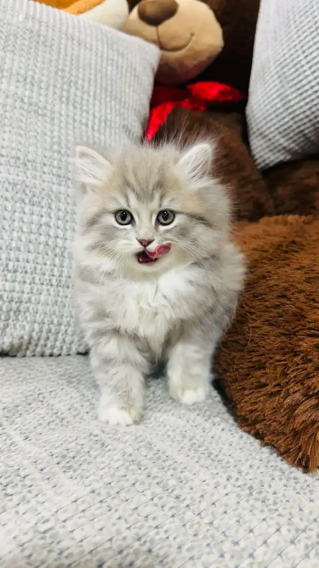 Persian Kttens for sale