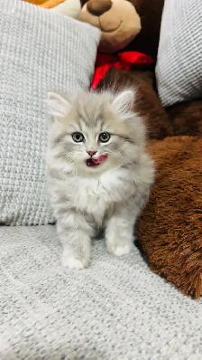 Persian Kttens for sale